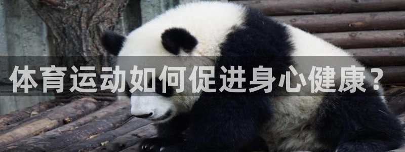 杏耀包怎么样